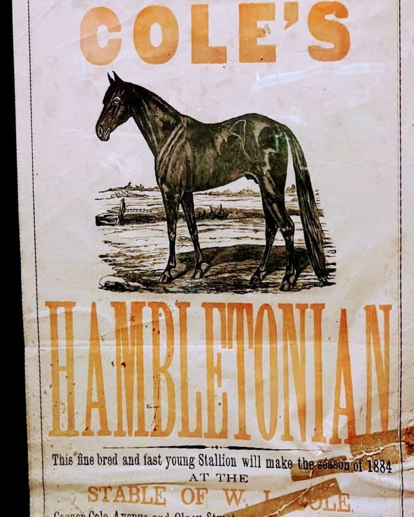 Hambletonian racehorse 