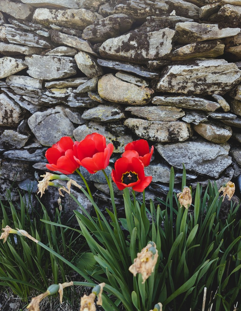 Red Tulips in contrast with the old stone wall